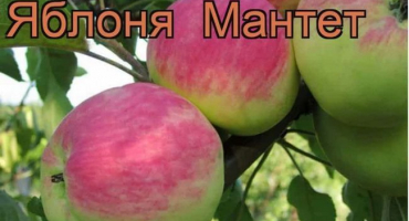 Popis a charakteristika letní odrůdy jabloní mantet, pravidla výsadby a pěstování